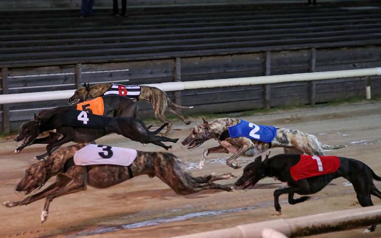 Greyhounds racing at Newcastle Greyhound Stadium 