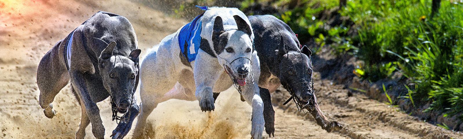 Greyhounds Run at full sprint.