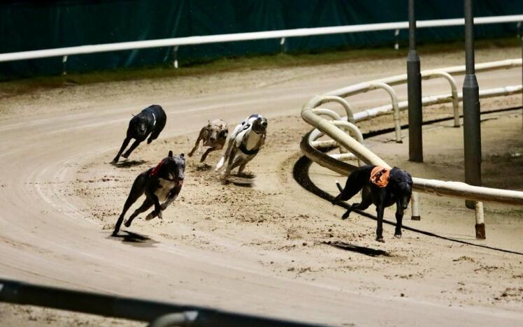 Tom Heilbron runs two greyhounds in the Northern Puppy Derby semi-finals.