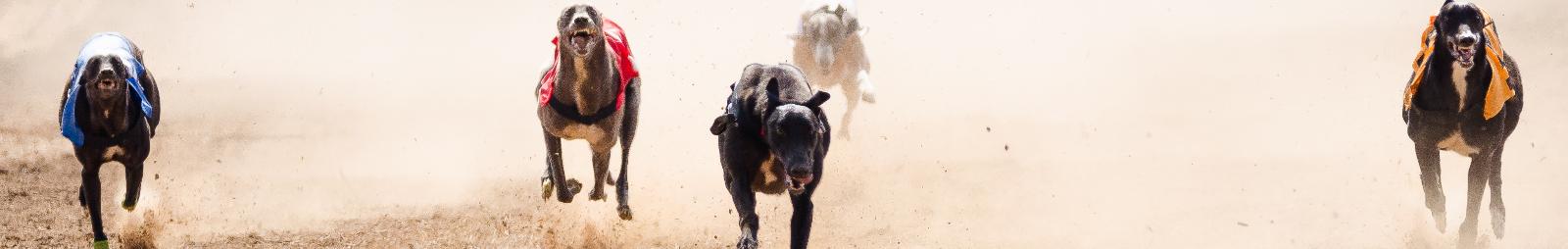 Greyhound Results | Newcastle Greyhounds