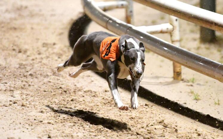 Time Greyhound Nutrition Northern Flat. 