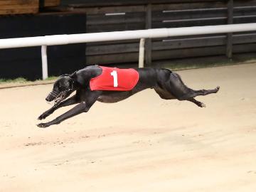 17+ Greyhound results newcastle best tips 