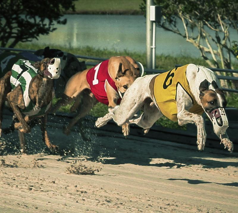 Greyhounds race to the finish line.