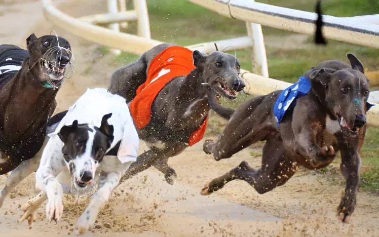 Droopys Bookem.
