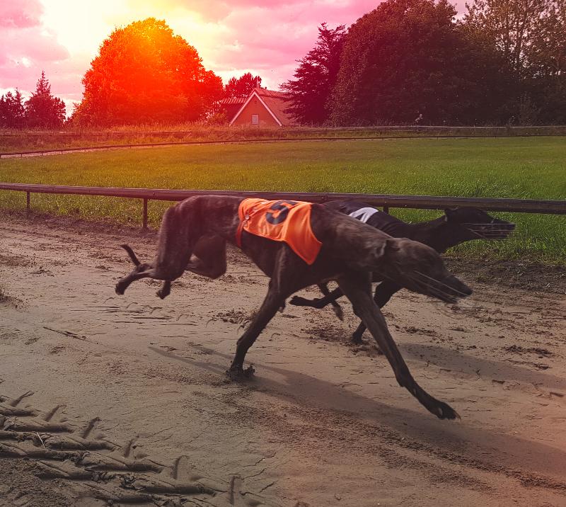 Saturday Afternoon Racing | Whats On | Newcastle Greyhounds