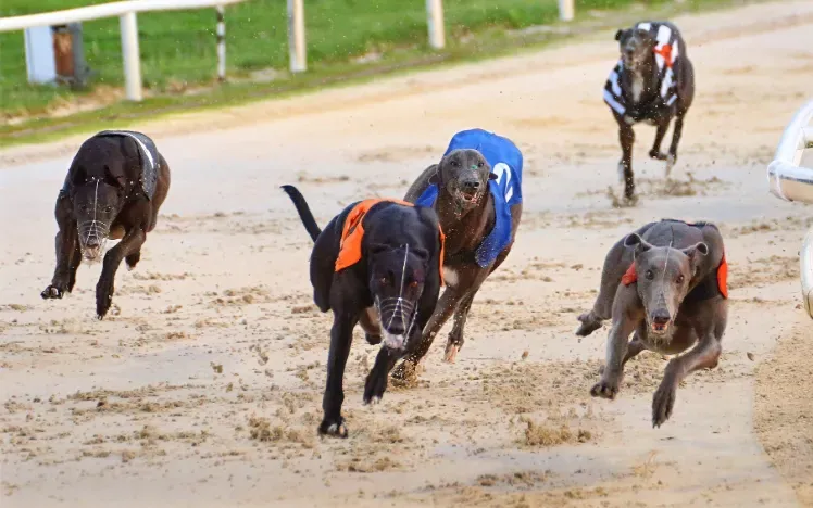 Droopys Bookem.