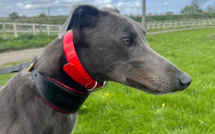 Droopys Bookem